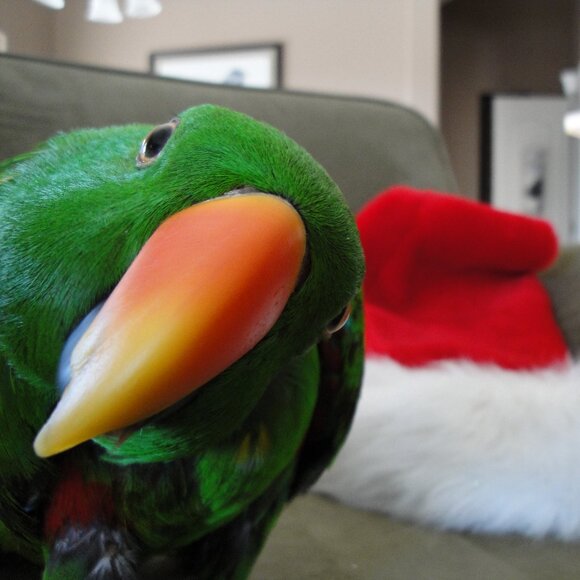 Other - Bird-lovers Shop My Closet With Keyword "BIRD"